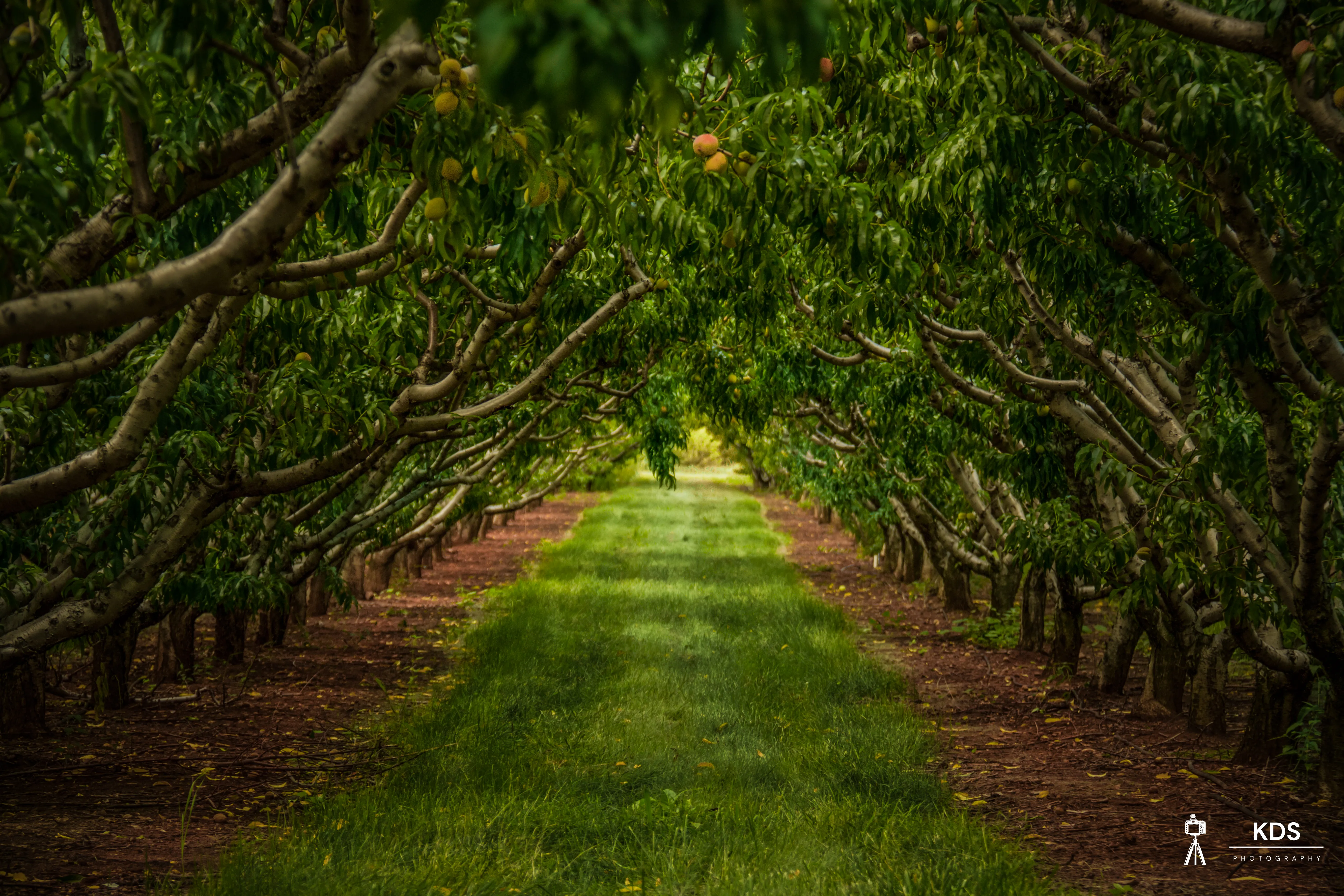 Peach Orchard